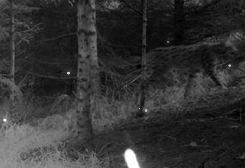 Lovačke kamere snimile risa u Republici Srpskoj