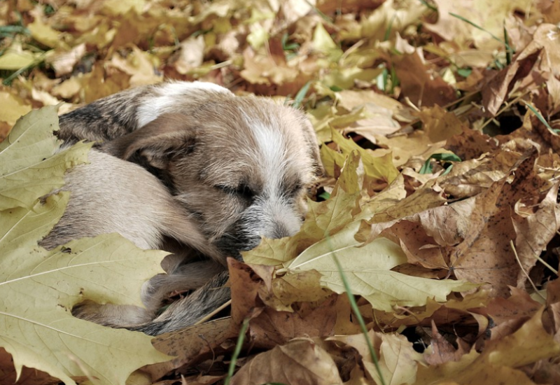 Nesvakidašnji događaj: Pas se vratio vlasnicima nakon 7 godina