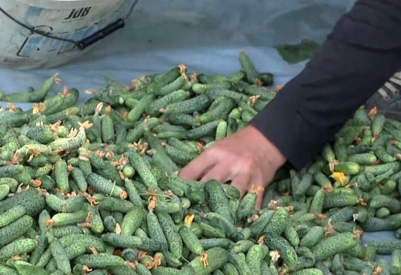 Njemačka firma obustavlja ugovorenu proizvodnju kornišona u BiH