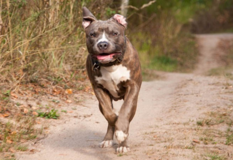 Pustili staforde na ženu, pa pokušali da pobjegnu