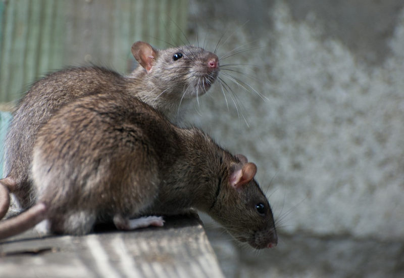 Gosti ponašli mrtvog pacova u supi: Inspekcija zatvorila restoran (VIDEO/FOTO)