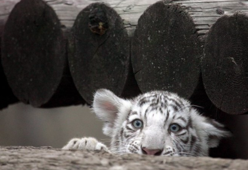 Atinski zoološki vrt se bori da spasi mladunče tigrića pronađeno u smeću