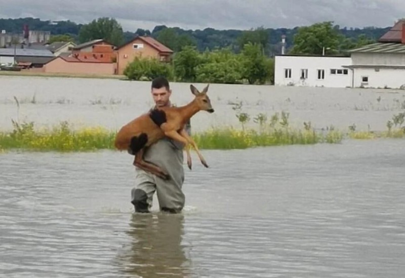 Dirljive fotografije iz Hrvatske: Vatrogasac spasao srnu od utapanja