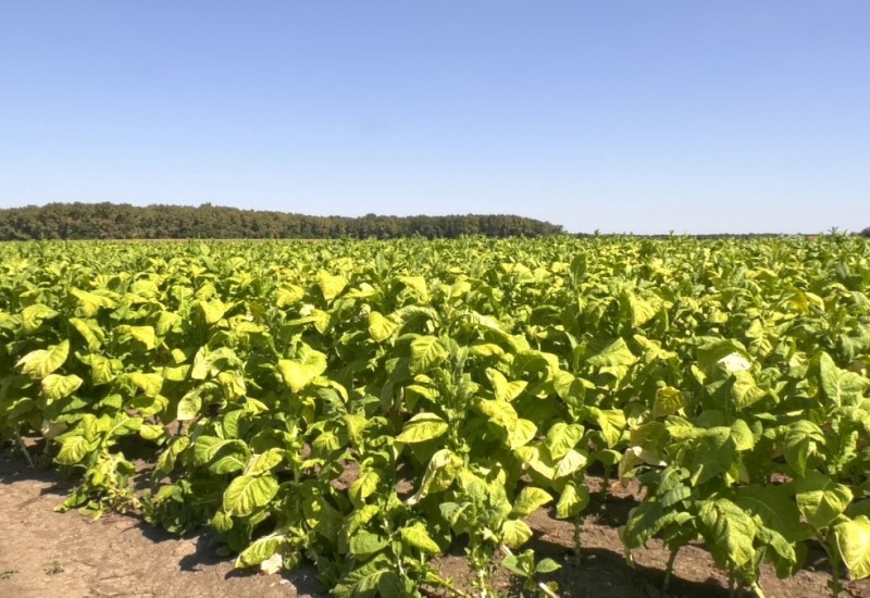 Kako su svjetski duvanski giganti preuzeli domaće tržište