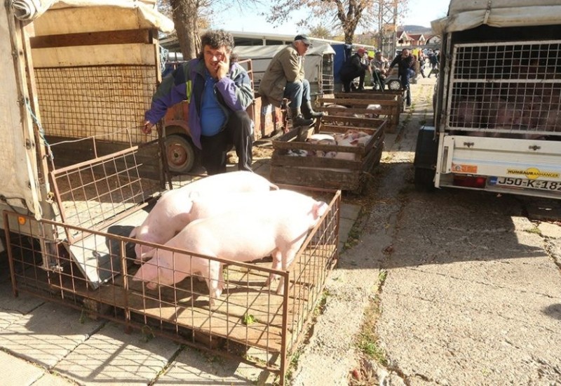 Stočari u BiH dižu ruke od tova