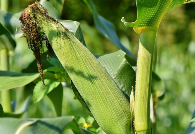 Skupa sjetva smanjila površine pod kukuruzom