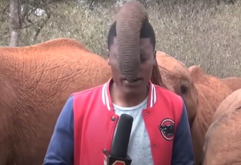 Slon ometao reportera tokom izvještavanja