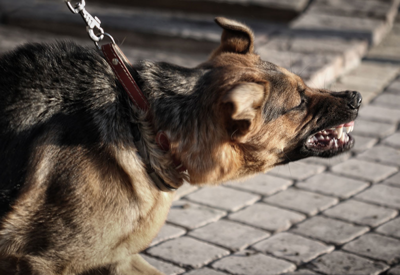 Policija uočila psa sa ljudskom rukom u ustima