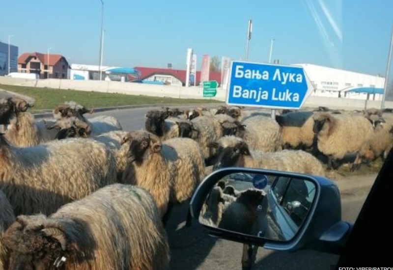 Ovce blokirale saobraćaj u kružnom toku