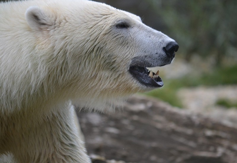 Polarni medvjed ubio ženu i dječaka na Aljasci