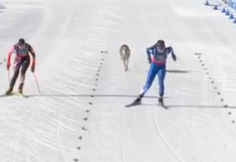 “Vuk” jurio Hrvaticu tokom trke, šou na Zimskim olimpijskim igrama (VIDEO)