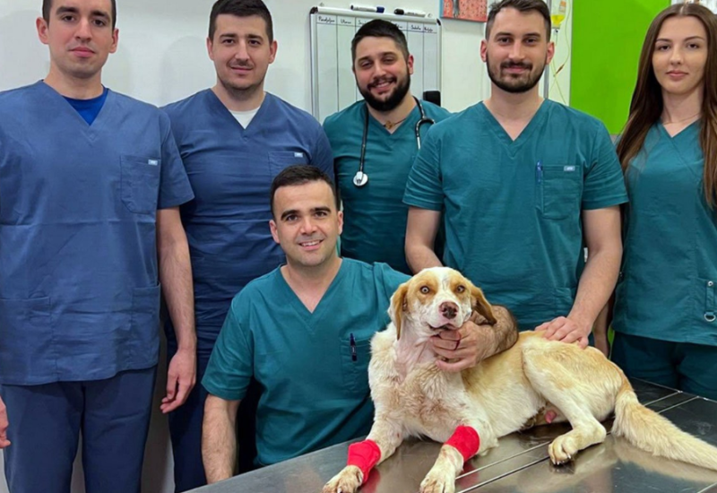 Operisan brutalno ranjeni pas Umut: Herkul mu dao krv, doktor Lukač operisao (FOTO)