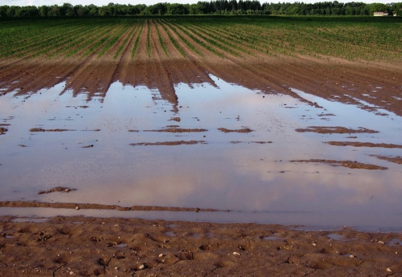 Kiša ugrozila usjeve, voće i povrće u BiH, sve će kasniti najmanje mjesec dana