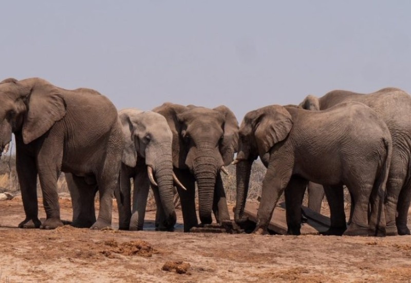 Zimbabve će ubiti 200 slonova kako bi nahranio gladno stanovništvo