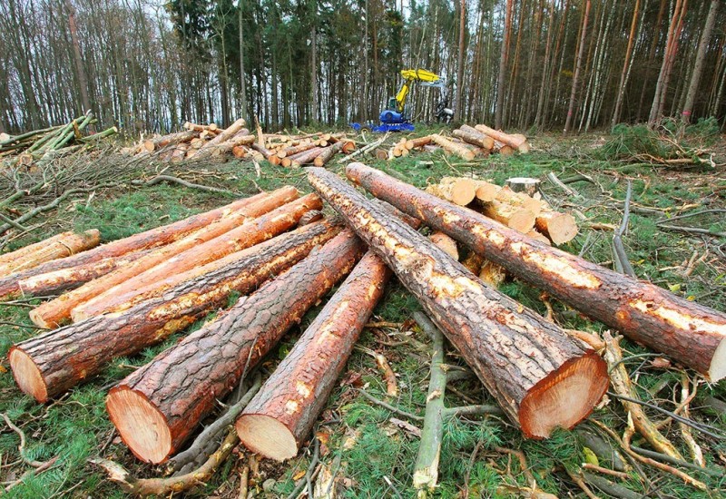 Bespravno posječeno 99 stabala bukve