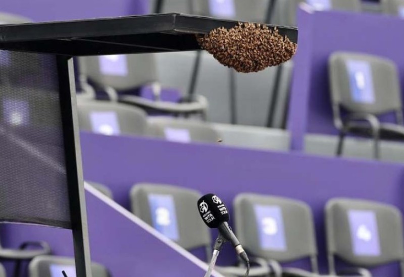 MEKSIKO: Teniski meč kasnio zbog pčela, Hrvatica nije smjela sjesti na stolicu