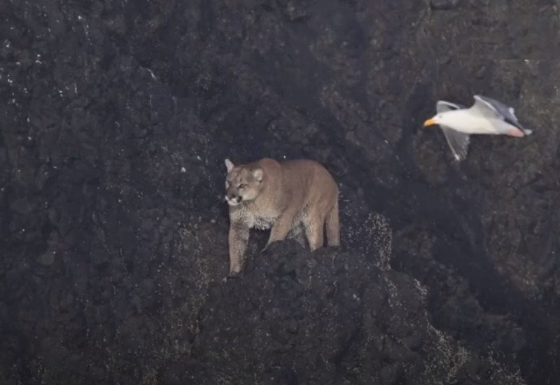 Plaža se zatvorila kada je puma poželjela da se sunča (VIDEO)