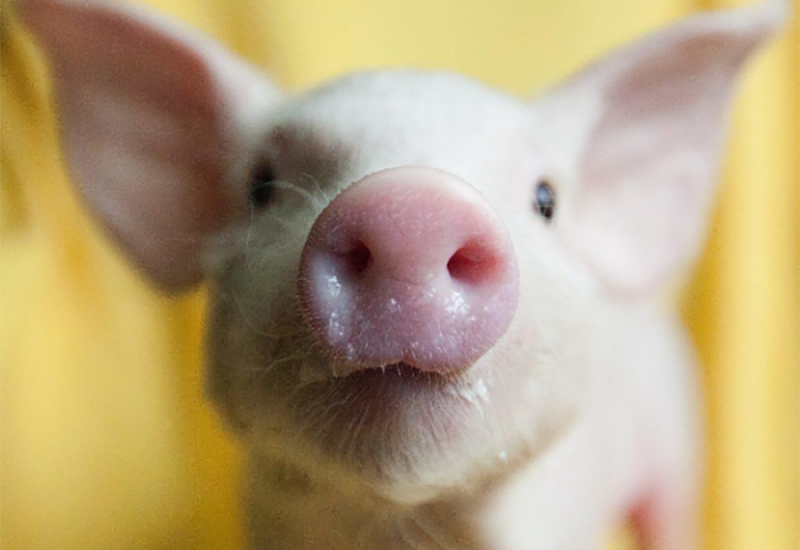 Urnebesan snimak: "E, ljudi, ispade vam svinja"