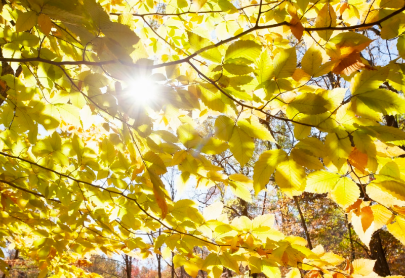 Odbornik: Predsjednik opštine Ivanjica umjesto badnjaka donio bukvu