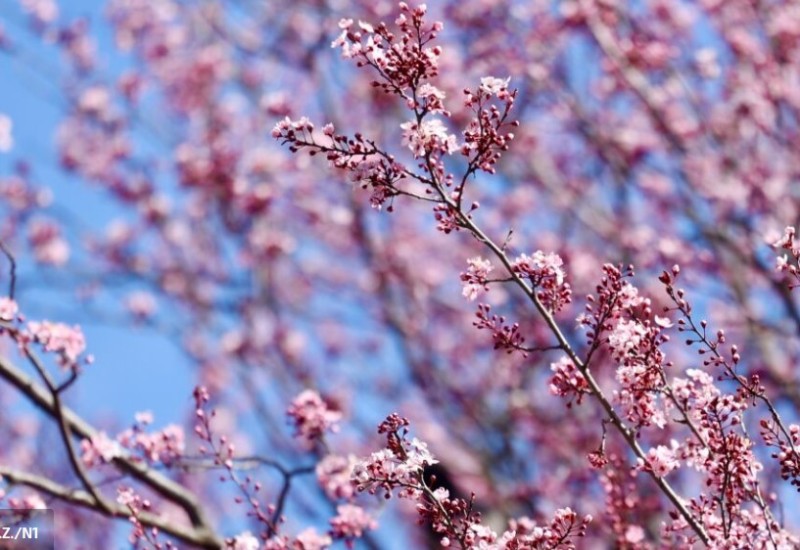 Jesu li nas pogrešno učili? Zašto proljeće ne počinje 21. marta