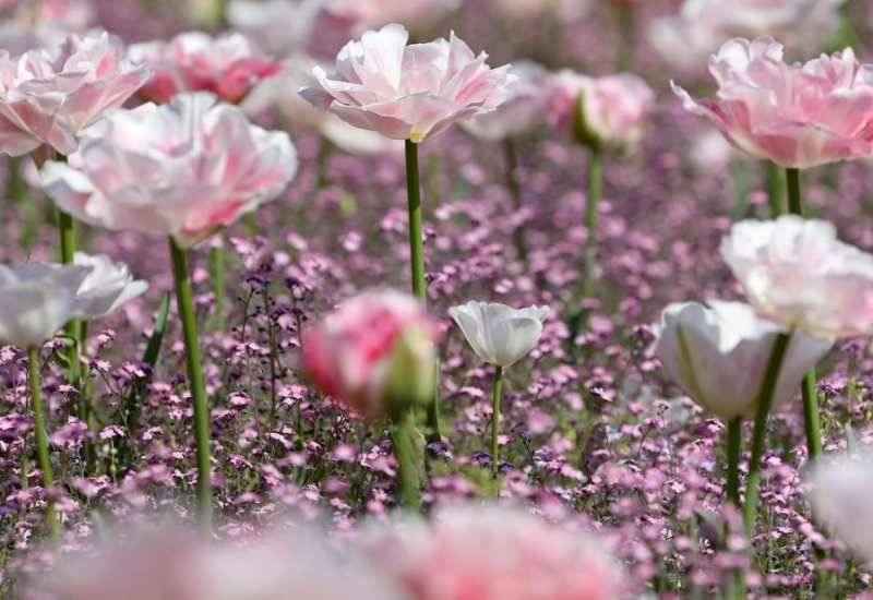 Srećan prvi dan proljeća svima koji slave!