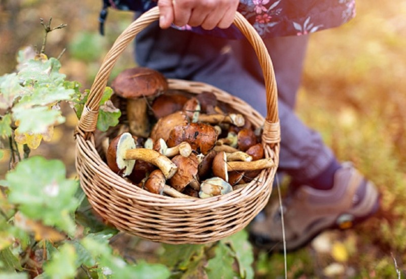 Kako prepoznati otrovnu gljivu