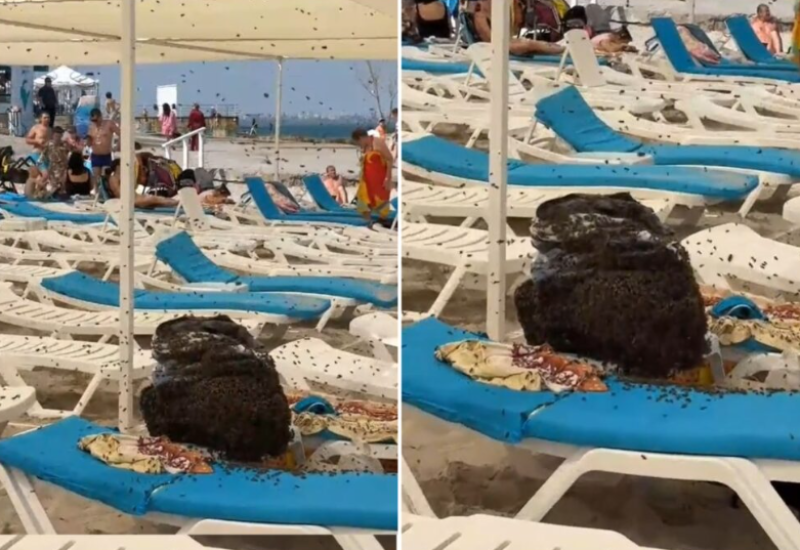 Porodica je ponijela ručak na plažu, otišla da se okupa, a kad su se vratili dočekala ih noćna mora