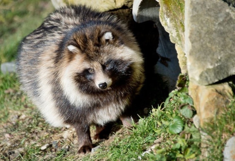 Nova studija pokazala da kovid nije nastao u laboratoriji: Utvrđene tri vrste životinja kao uzrok pandemije