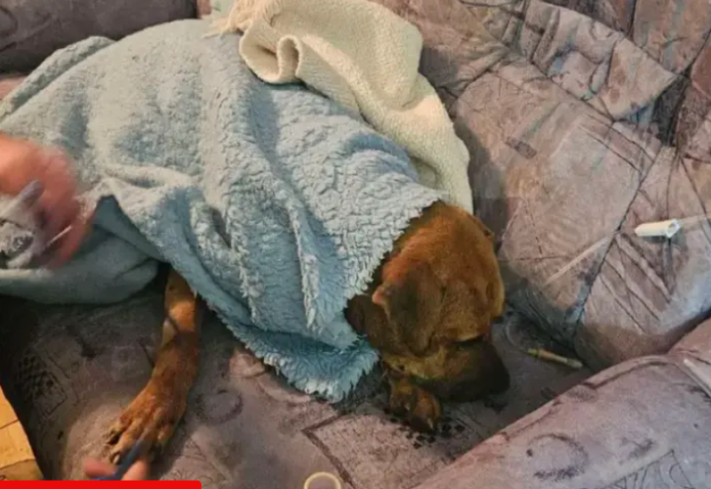 Zbog borbi pasa prijave za 15 osoba, spaseno 14 životinja