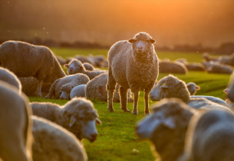 Pojava bruceloze na području Istočnog Sarajeva