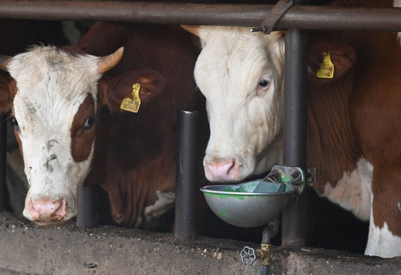 Mljekari poručili: Sastanak ili ostavka Minića