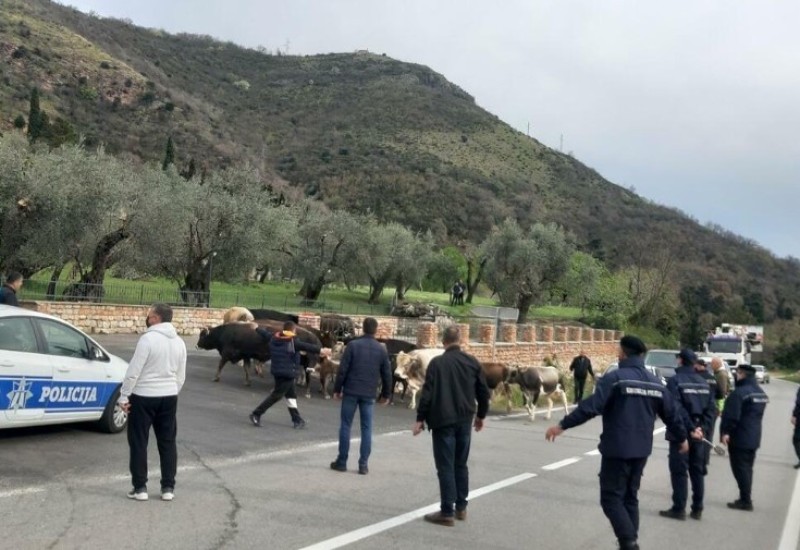 Goveda šetaju plažama Budve na pragu sezone