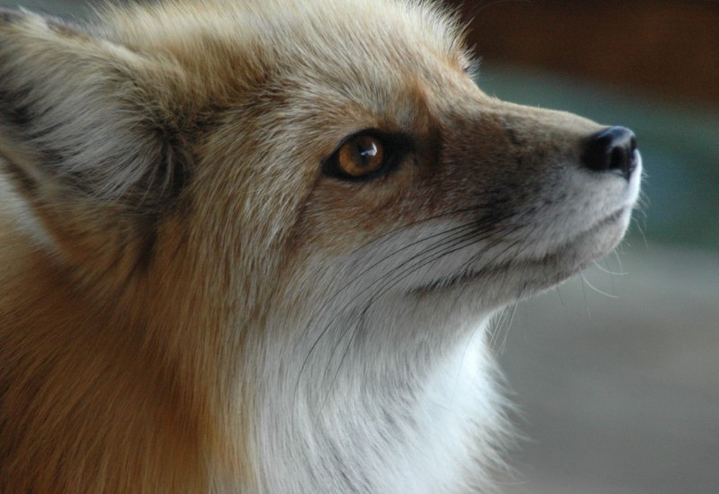 Žena u Srbiji zaražena od parazita koji prenosi lisica