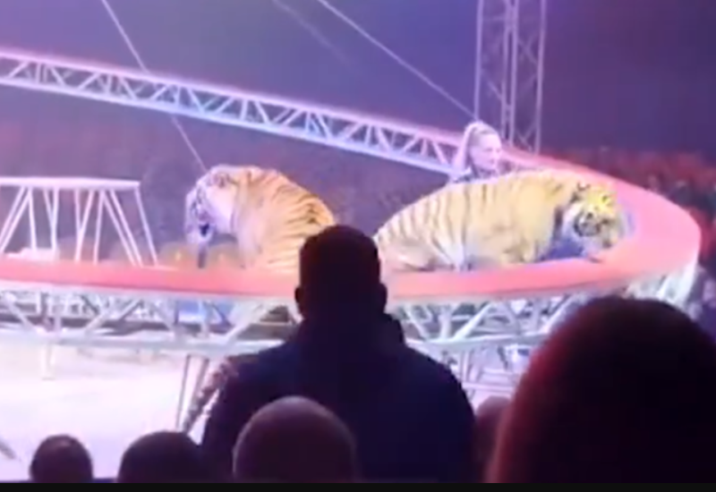 Publika se "skamenila": Tigar u ruskom cirkusu skočio među gledaoce (Video)