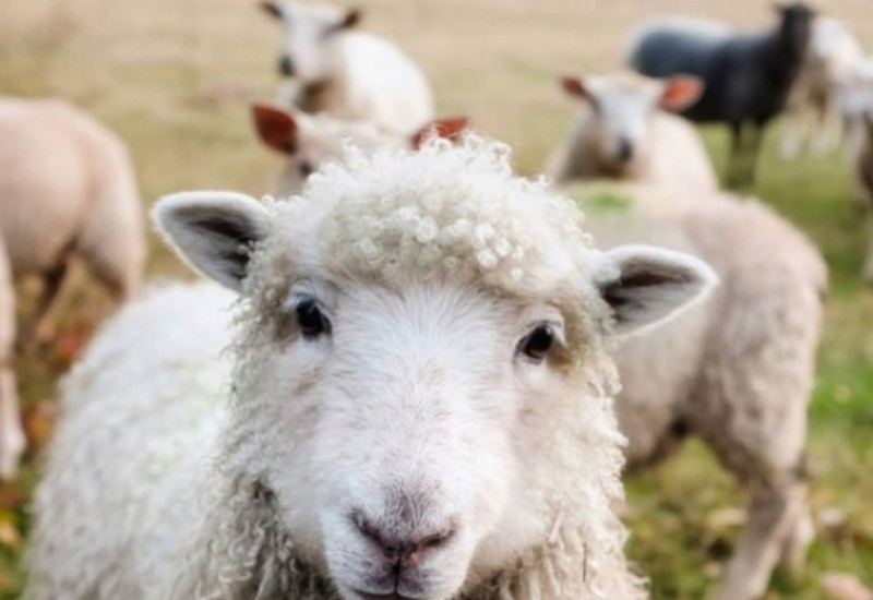 UIO BiH hitno prodaje ovce