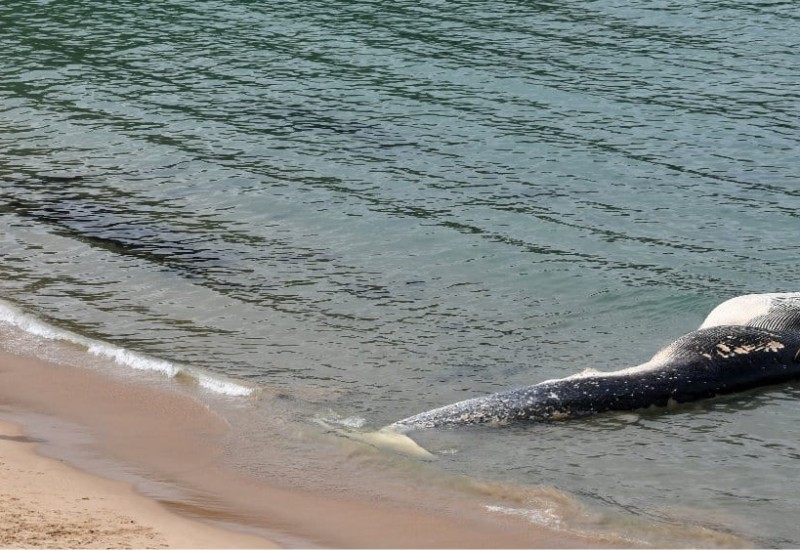 TASMANIJA: Više od 200 kitova se nasukalo na obalu