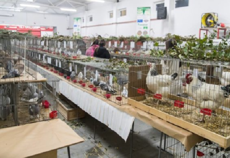 U Doboju otvorena 9. međunarodna izložba sitnih životinja