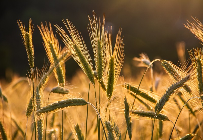 Ukrajina izvezla 16,2 miliona tona žitarica