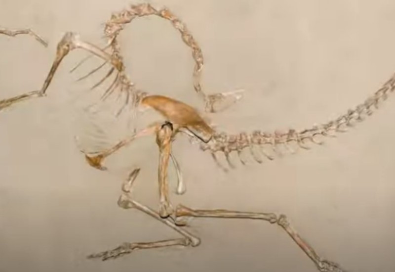Otkriveno prvo nalazište dinosaurusa na istočnoj obali Istre