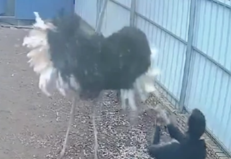 Nadzorne kamere zabilježile strašnu scenu: Nojevi napali farmera koji je došao da ih nahrani (VIDEO)