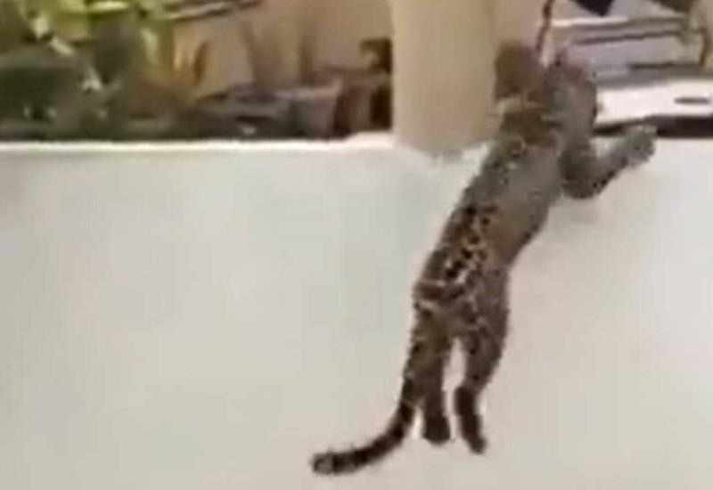 Dramatični snimci: Leopard jurio ljude, nastala opšta panika