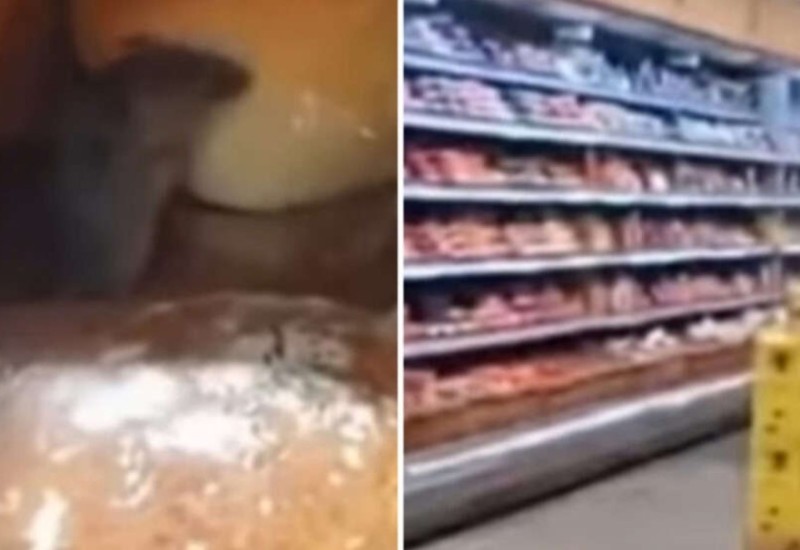 Snimak miša kako jede hljeb zgrozio sve na mrežama, reagovala inspekcija (VIDEO)