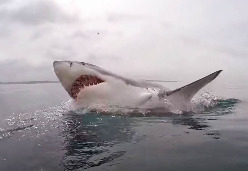 Velika ajkula pliva Jadranom, oglasili se stručnjaci (VIDEO)