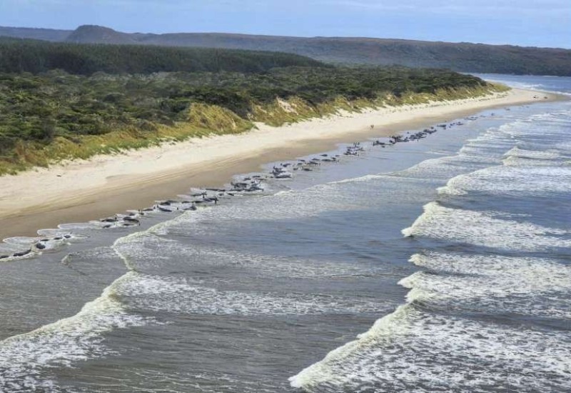 AUSTRALIJA: Spasioci uspjeli spasiti 32 kita, za 200 nije bilo pomoći