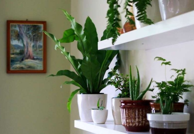 5 biljaka koje savršeno podnose centralno grijanje