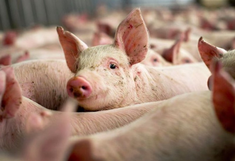 Problem preprodaja prasića: Afrička kuga svinja potvrđena na tri imanja u Lijevče polju