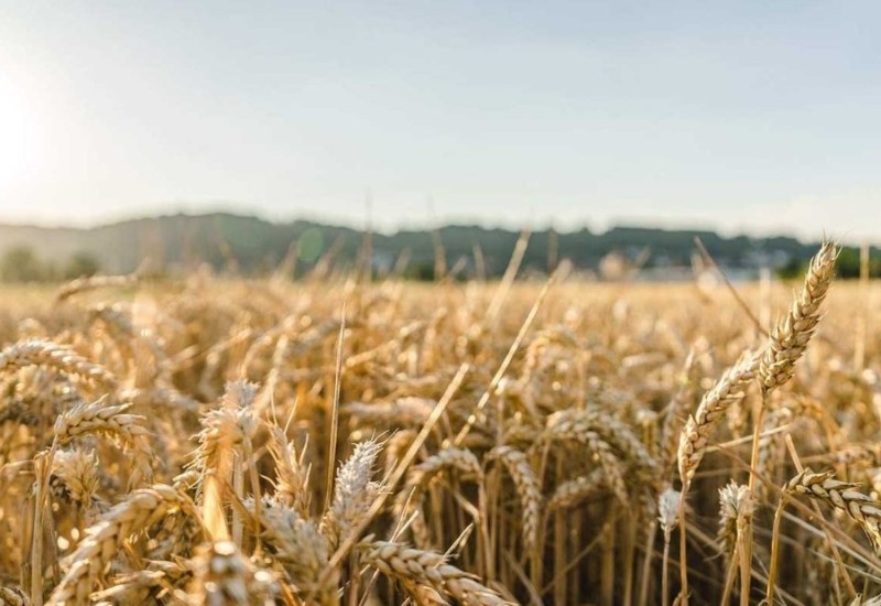 Mađarska će tražiti od EU da produži zabranu uvoza žita iz Ukrajine