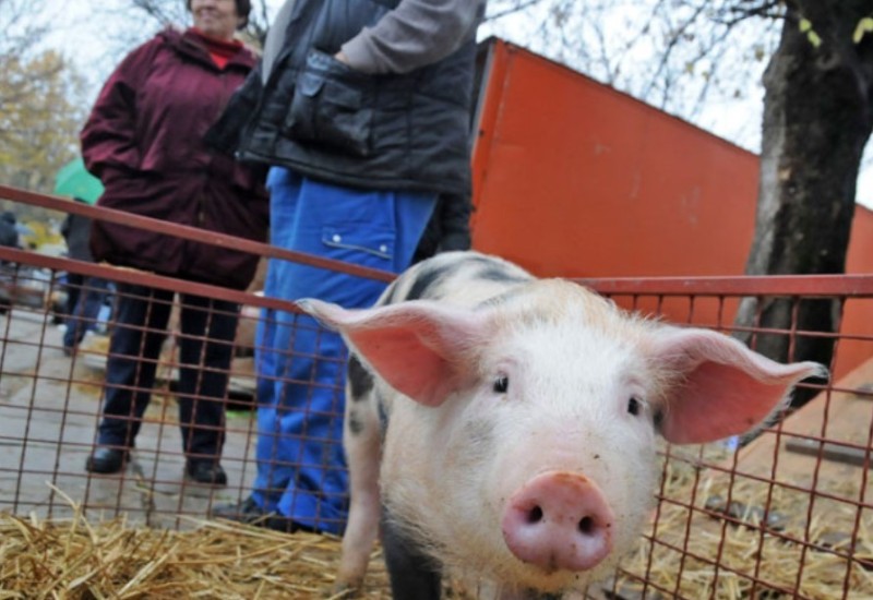 Cijene prasića lete u nebo: Preprodavci kupe kajmak