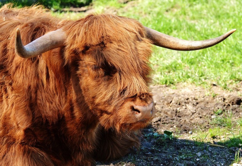 Bujica odnijela bika teškog 800 kg