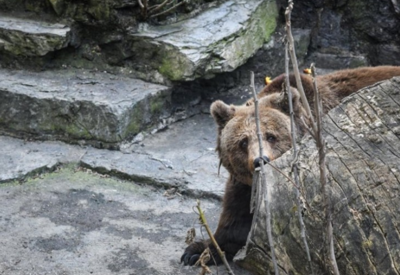 Drugi put u mjesec dana: Medvjed pobjegao iz zoo vrta